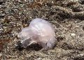Las medusas regresan a las playas de Ceuta y condicionan el primer baño del verano