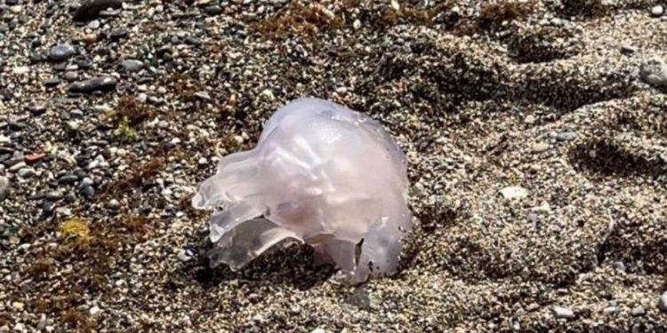 Las medusas regresan a las playas de Ceuta y condicionan el primer baño del verano
