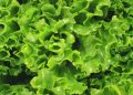 Dos muertos en Estados Unidos durante un brote de Cyclospora vinculado a lechugas contaminadas
