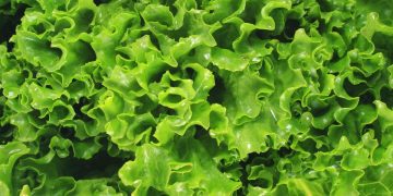 Dos muertos en Estados Unidos durante un brote de Cyclospora vinculado a lechugas contaminadas
