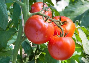 COAG cifra en 24.000 los empleos perdidos por el retroceso del tomate español ante la competencia marroquí