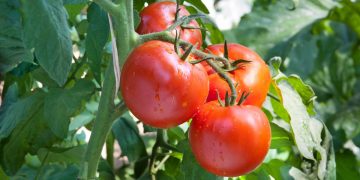 COAG cifra en 24.000 los empleos perdidos por el retroceso del tomate español ante la competencia marroquí
