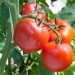COAG cifra en 24.000 los empleos perdidos por el retroceso del tomate español ante la competencia marroquí