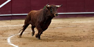 Dónde ver los toros hoy miércoles 12 de agosto: horario y televisión de la novillada de La Malagueta