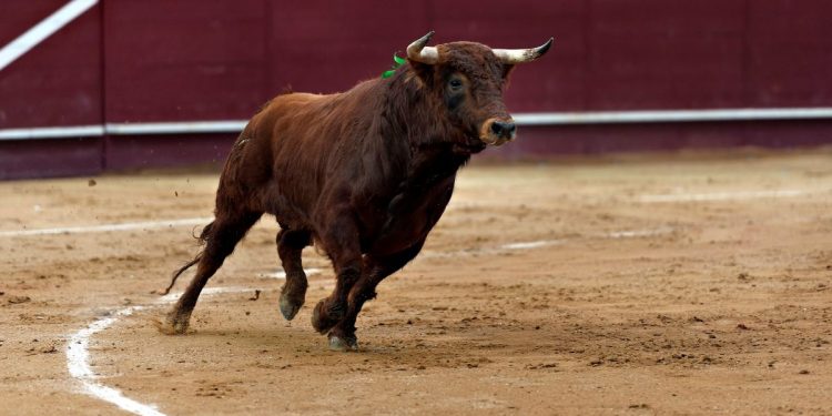 Dónde ver los toros hoy miércoles 12 de agosto: horario y televisión de la novillada de La Malagueta