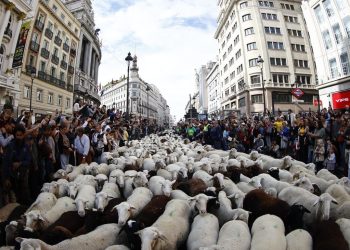 La acampada en la Puerta del Sol obliga a modificar el recorrido de la tradicional Fiesta de la Trashumancia en Madrid