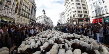 La acampada en la Puerta del Sol obliga a modificar el recorrido de la tradicional Fiesta de la Trashumancia en Madrid