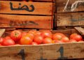 Marruecos consolida el ‘sorpasso’ a España y se afianza como segundo proveedor de tomate en la Unión Europea